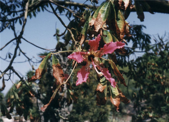 Majestic Beauty Floss Silk Tree