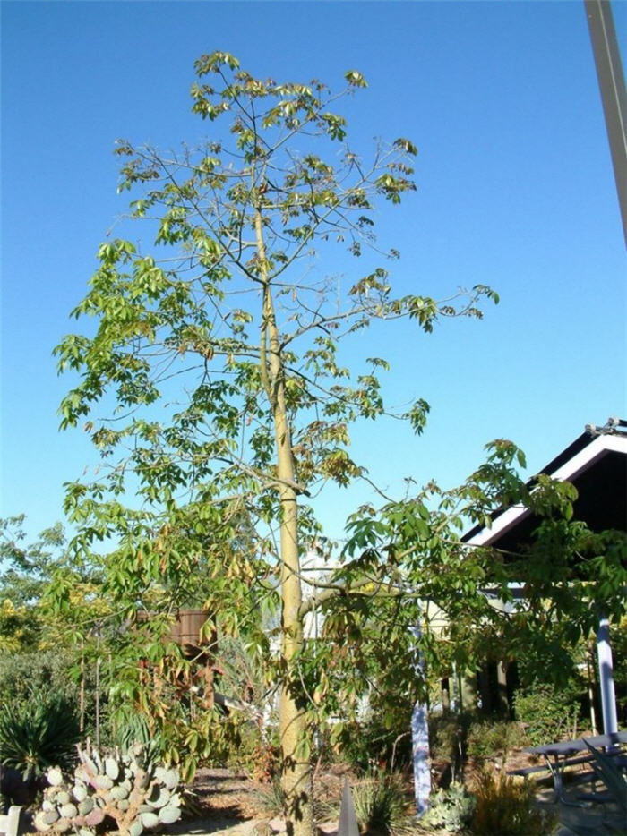 Plant photo of: Chorisia speciosa 'Majectic Beauty'