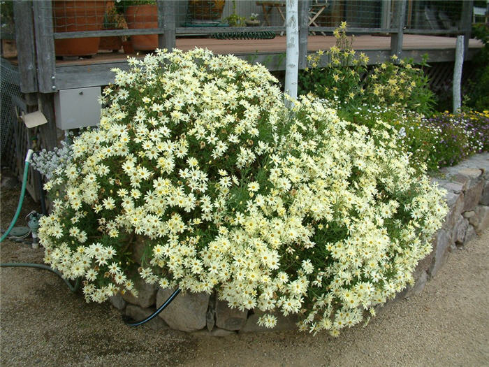 Anthemis tinctoria