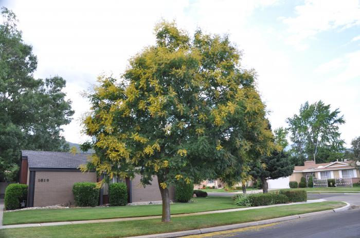 Golden Rain Tree