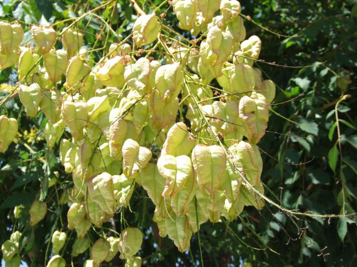 Plant photo of: Koelreuteria paniculata