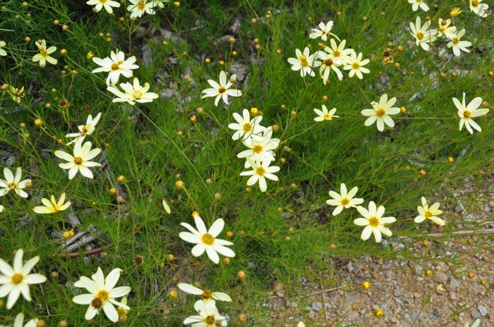 Plant photo of: Coreopsis verticillata 'Moonbeam'