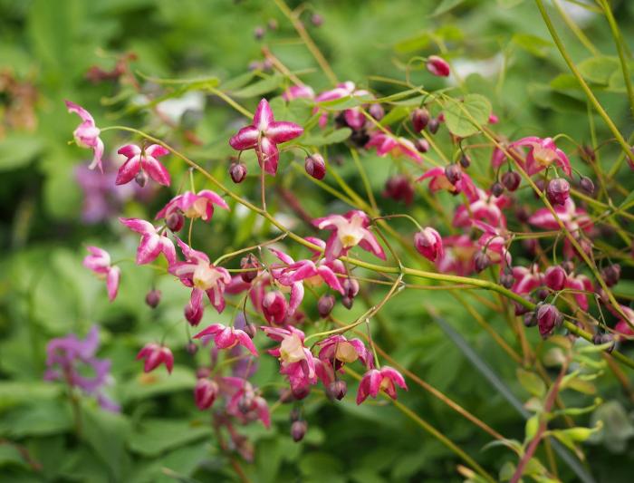 Plant photo of: Epimedium X rubrum