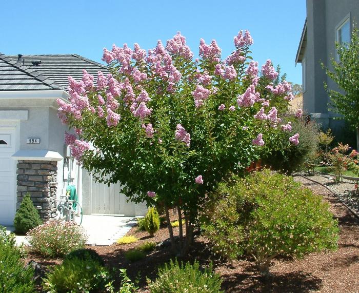 Plant photo of: Lagerstroemia indica