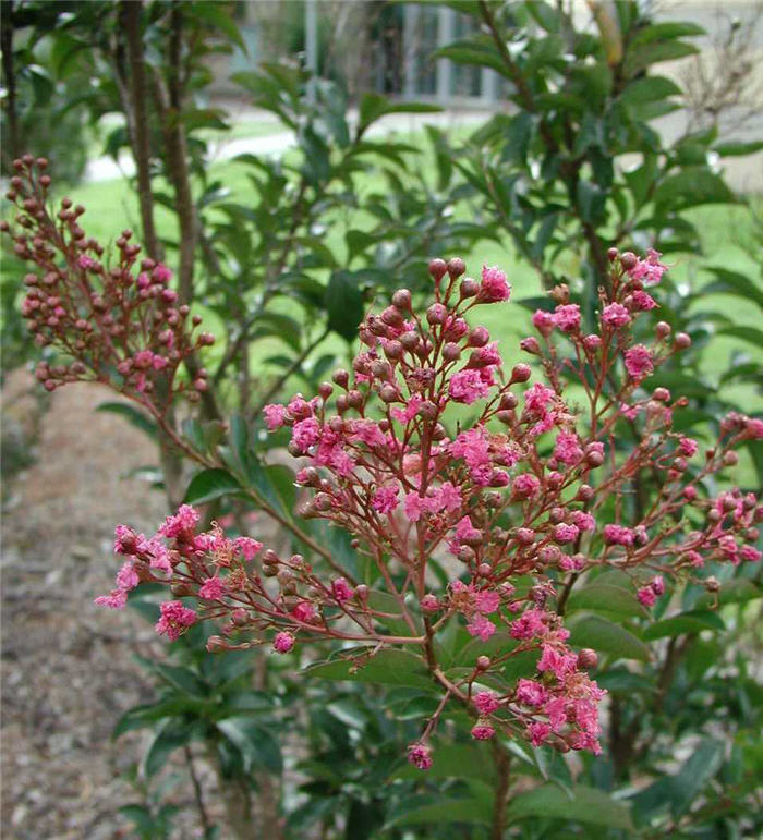 Plant photo of: Lagerstroemia indica