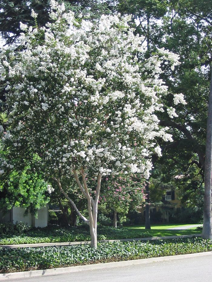 Plant photo of: Lagerstroemia indica