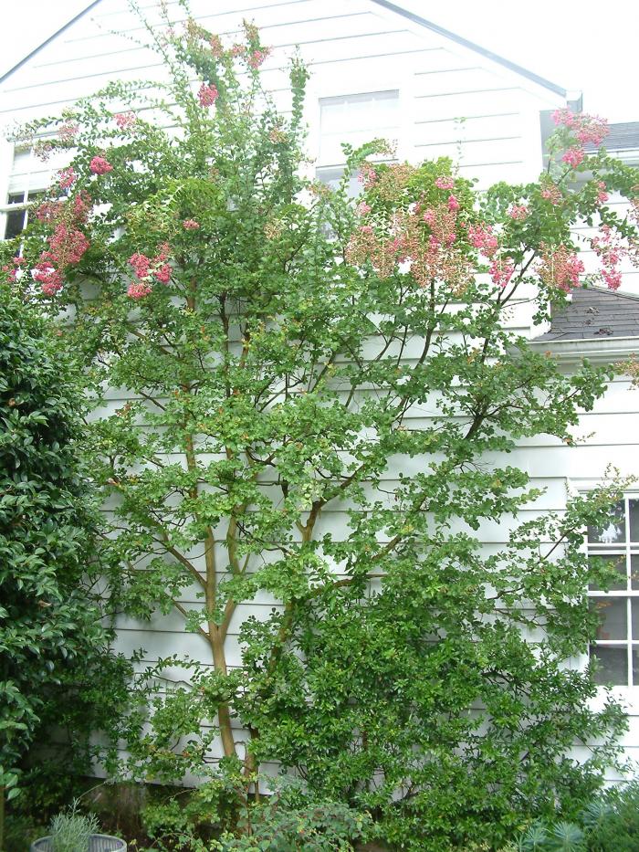 Plant photo of: Lagerstroemia indica