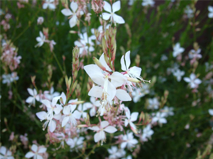 Plant photo of: Gaura lindheimeri