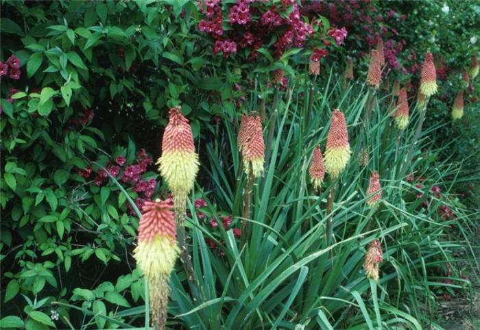 Plant photo of: Kniphofia hybrids