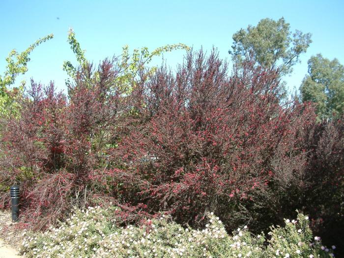 Plant photo of: Leptospermum scoparium 'Ruby Glow'