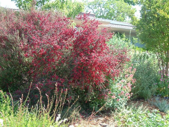 Plant photo of: Leptospermum scoparium 'Ruby Glow'