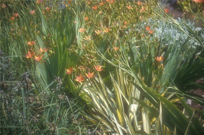 Plant photo of: Yucca filamentosa 'Golden Sword'