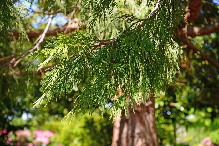 Plant photo of: Calocedrus decurrens