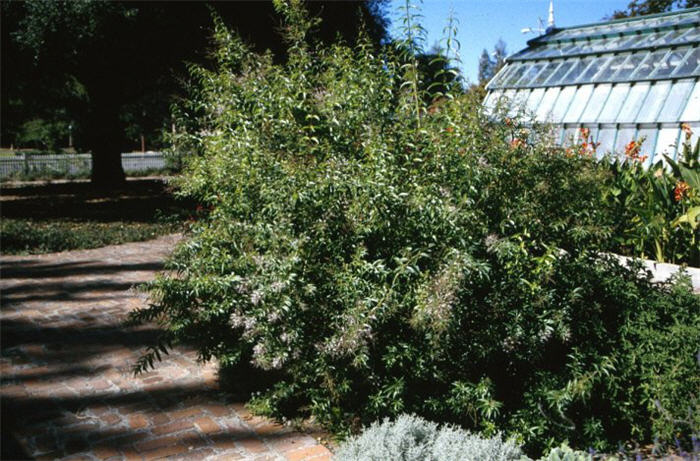 Plant photo of: Aloysia citrodora