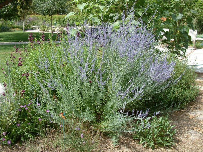 Russian Sage