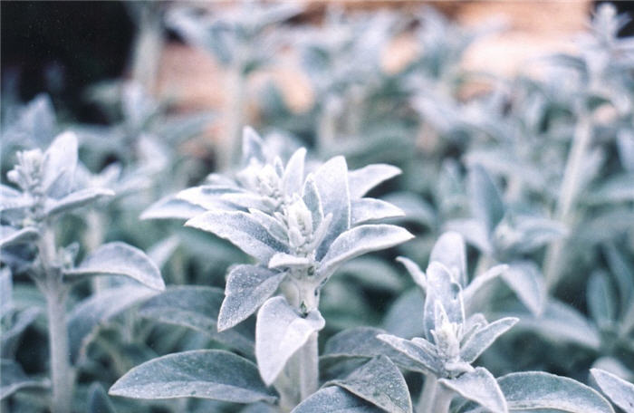 Plant photo of: Stachys byzantina 'Silver Carpet'