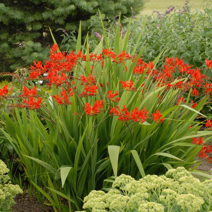 Plant photo of: Crocosmia 'Lucifer'