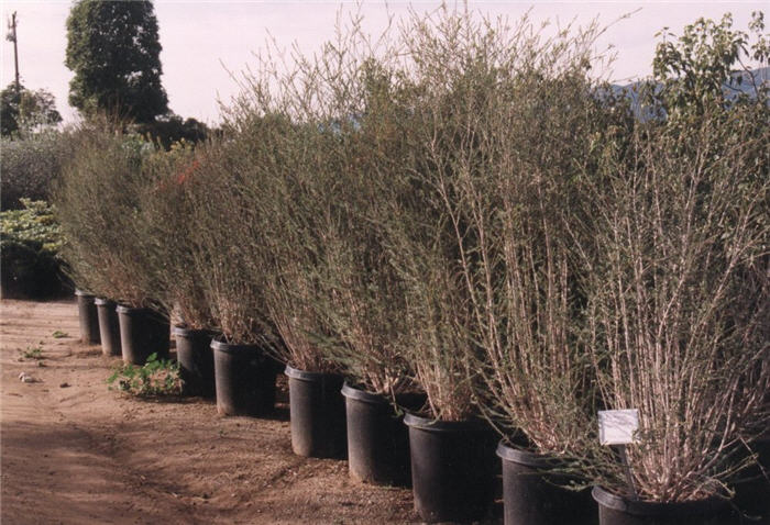 Plant photo of: Melaleuca decussata