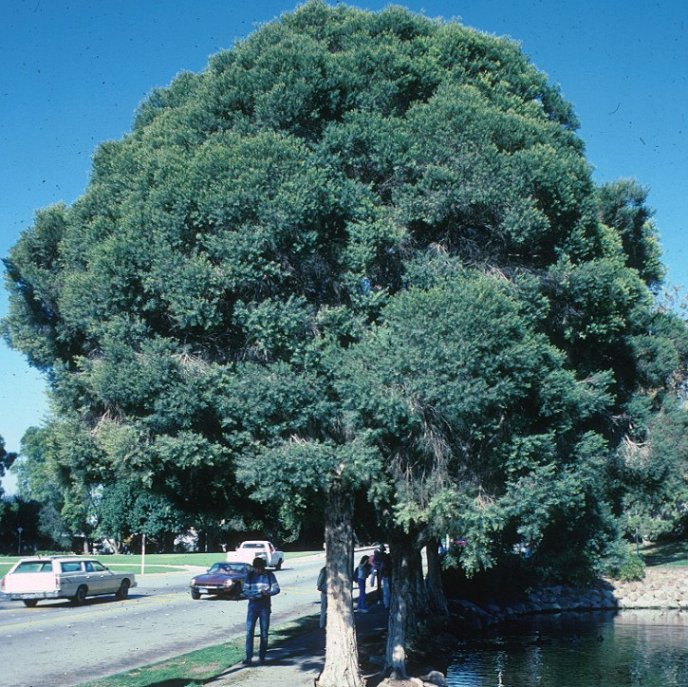 Plant photo of: Melaleuca linariifolia