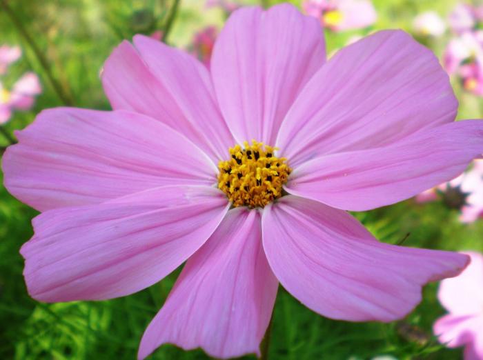 Plant photo of: Cosmos bipinnatus