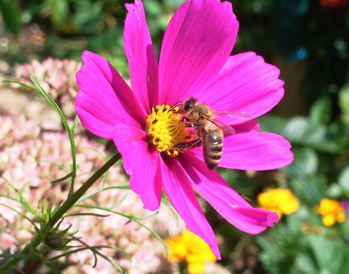 Plant photo of: Cosmos bipinnatus