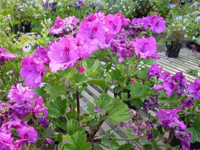 Plant photo of: Pelargonium x hortorum