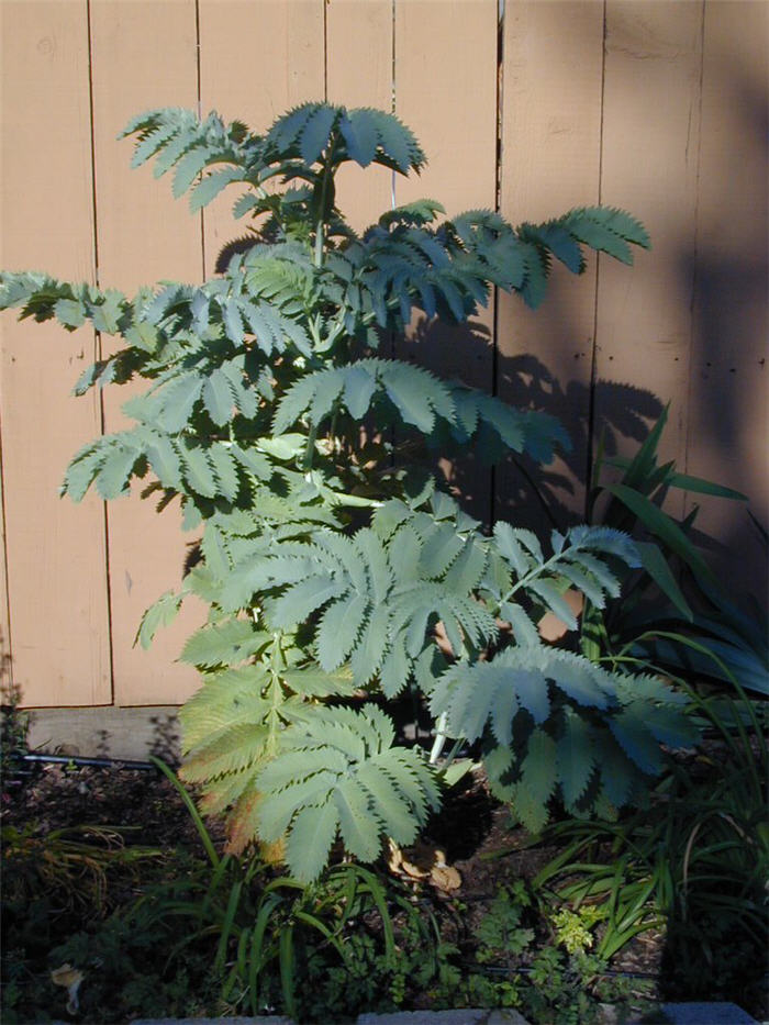 Plant photo of: Melianthus major