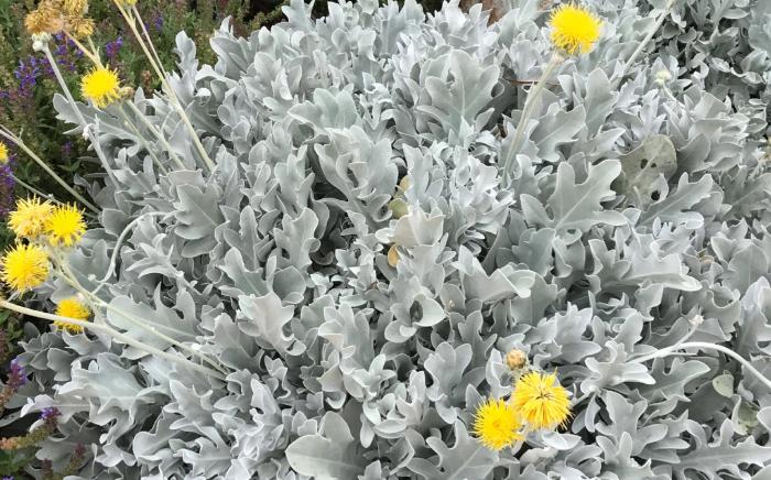 Dusty Miller