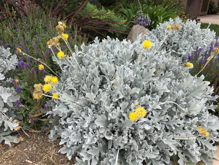 Plant photo of: Centaurea cineraria