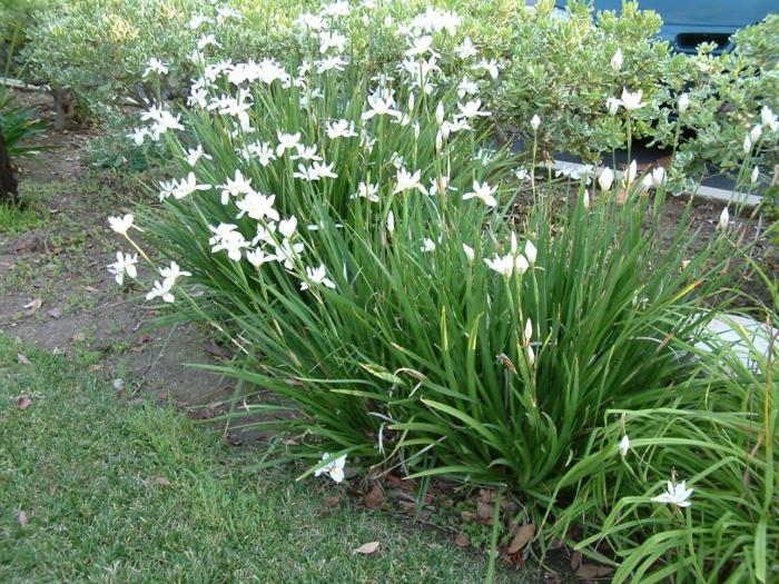 Plant photo of: Dietes iridioides