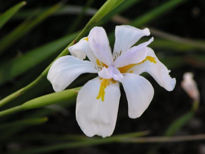 Plant photo of: Dietes iridioides