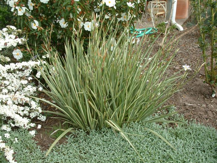 Plant photo of: Dietes iridioides