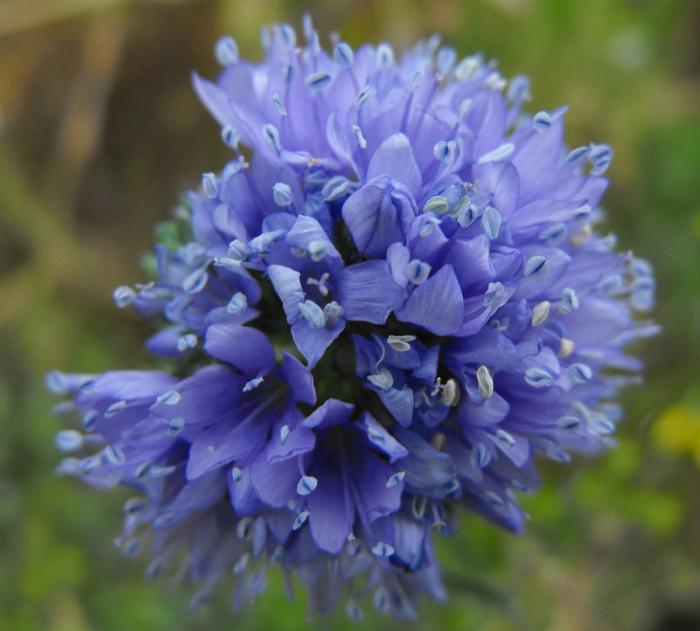 Plant photo of: Gilia capitata