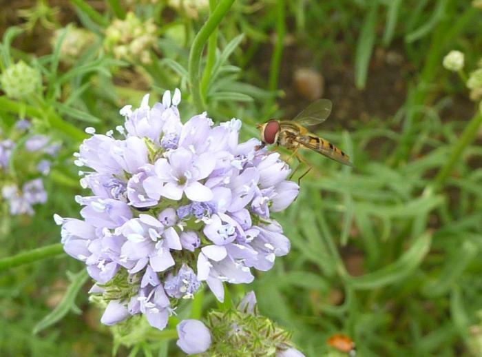 Plant photo of: Gilia capitata