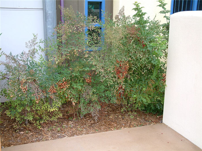 Nandina domestica