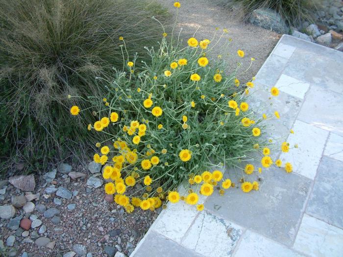 Plant photo of: Baileya multiradiata