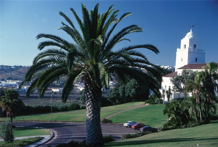 Canary Island Date Palm