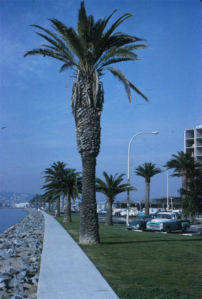 Plant photo of: Phoenix canariensis