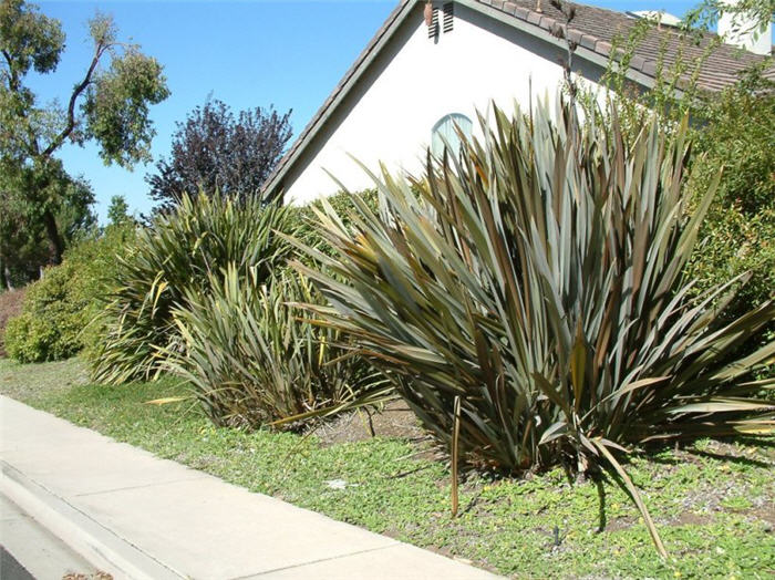 Plant photo of: Phormium tenax