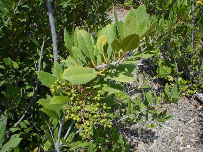 Plant photo of: Heteromeles arbutifolia