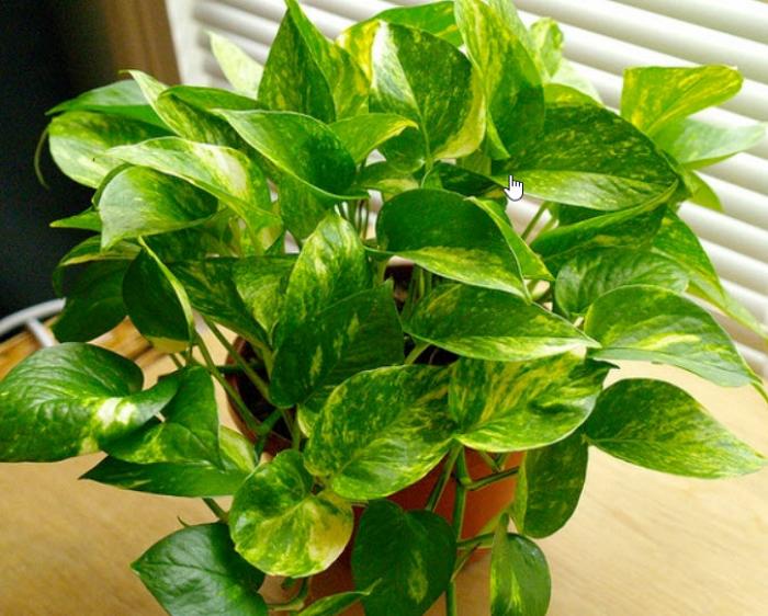 Plant photo of: Epipremnum aureum