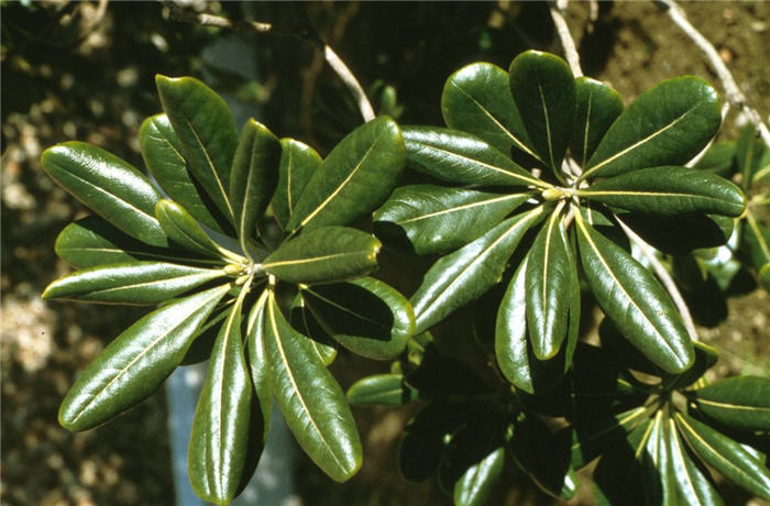 Plant photo of: Pittosporum tobira