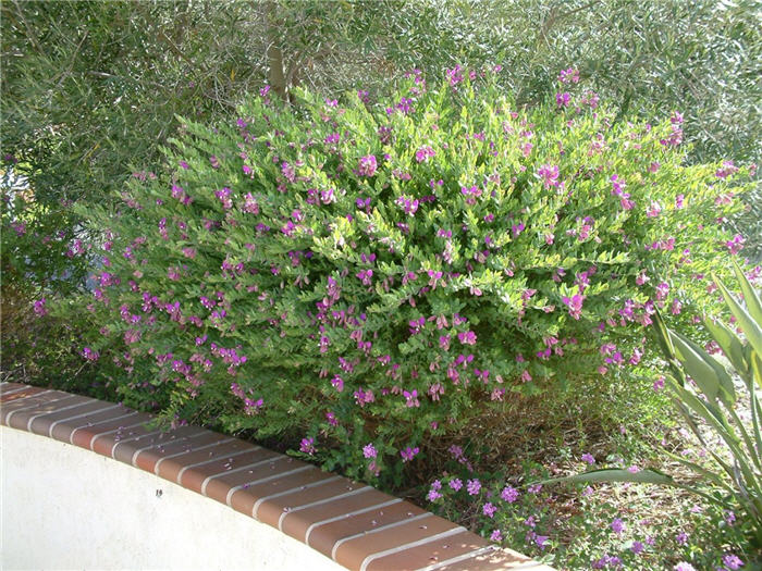 Sweet Pea Shrub