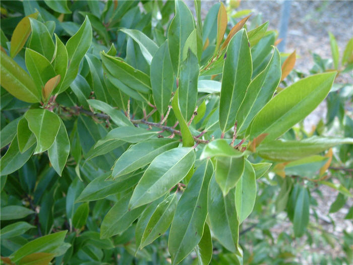 Plant photo of: Prunus caroliniana 'Compacta'