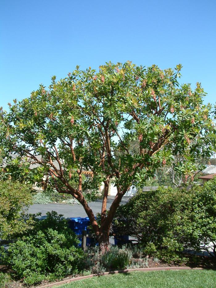 Arbutus menziesii