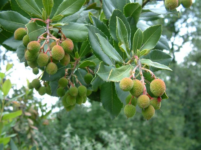 Plant photo of: Arbutus unedo