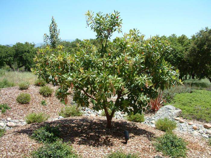 Plant photo of: Arbutus unedo