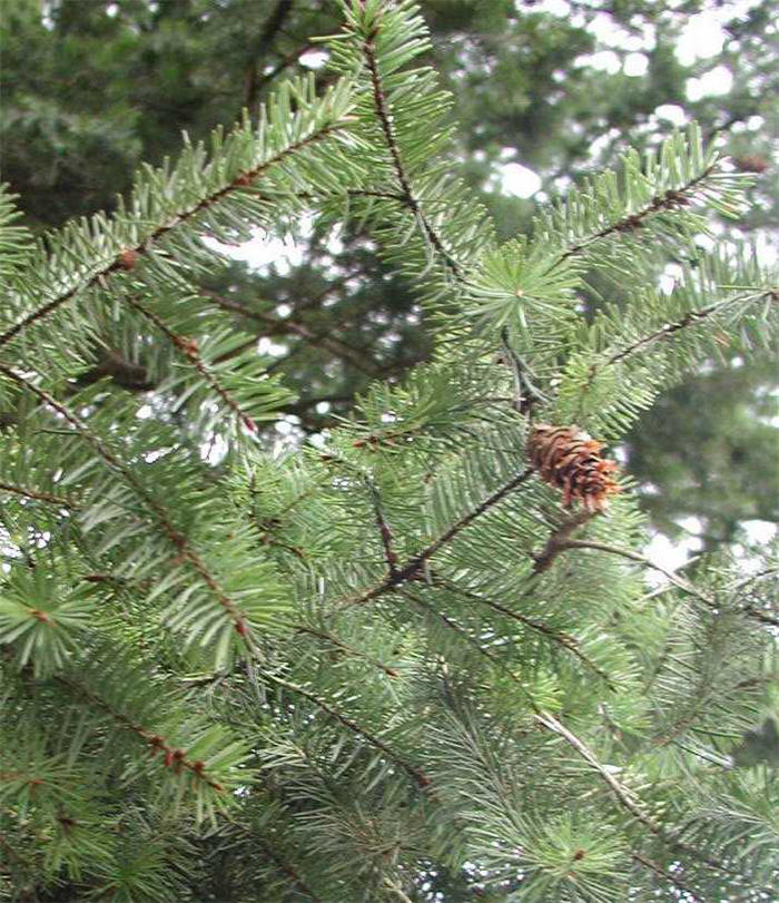 Plant photo of: Pseudotsuga menziesii