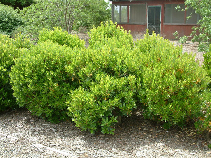 Dwarf Strawberry Tree