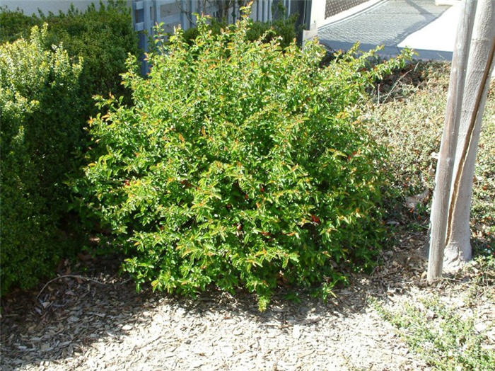 Dwarf Flowering Pomegranate